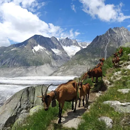 Aragon P36 By Interhome * Fiesch